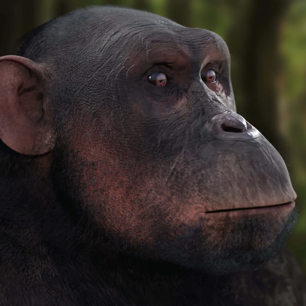 A realistic chimpanzee portrait with detailed fur and skin in a forest setting